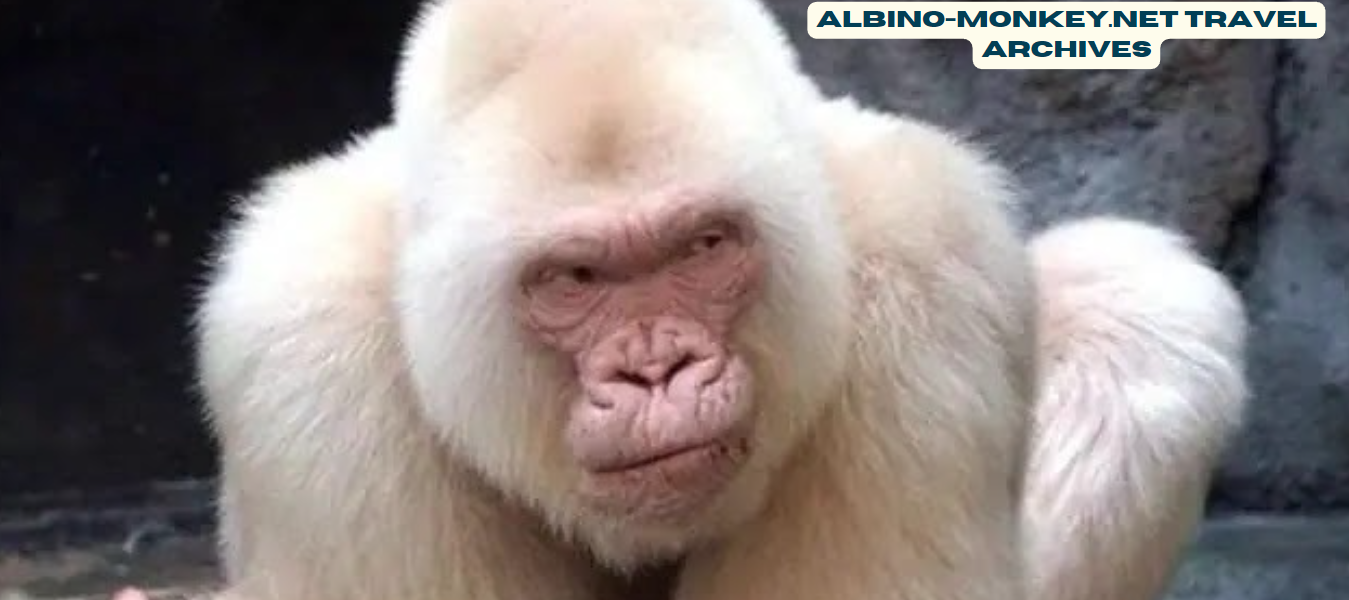 albino-monkey.net Travel Archives