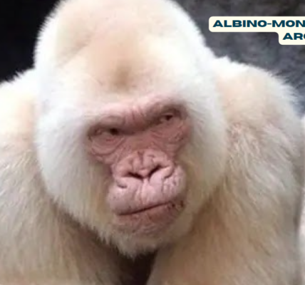 albino-monkey.net Travel Archives