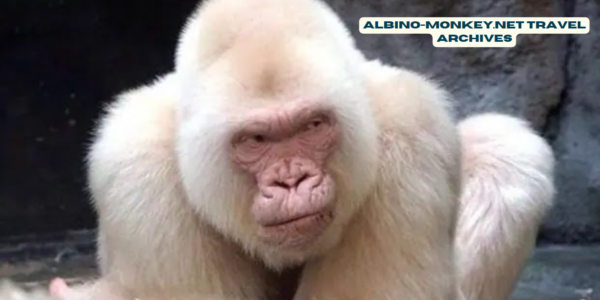 albino-monkey.net Travel Archives